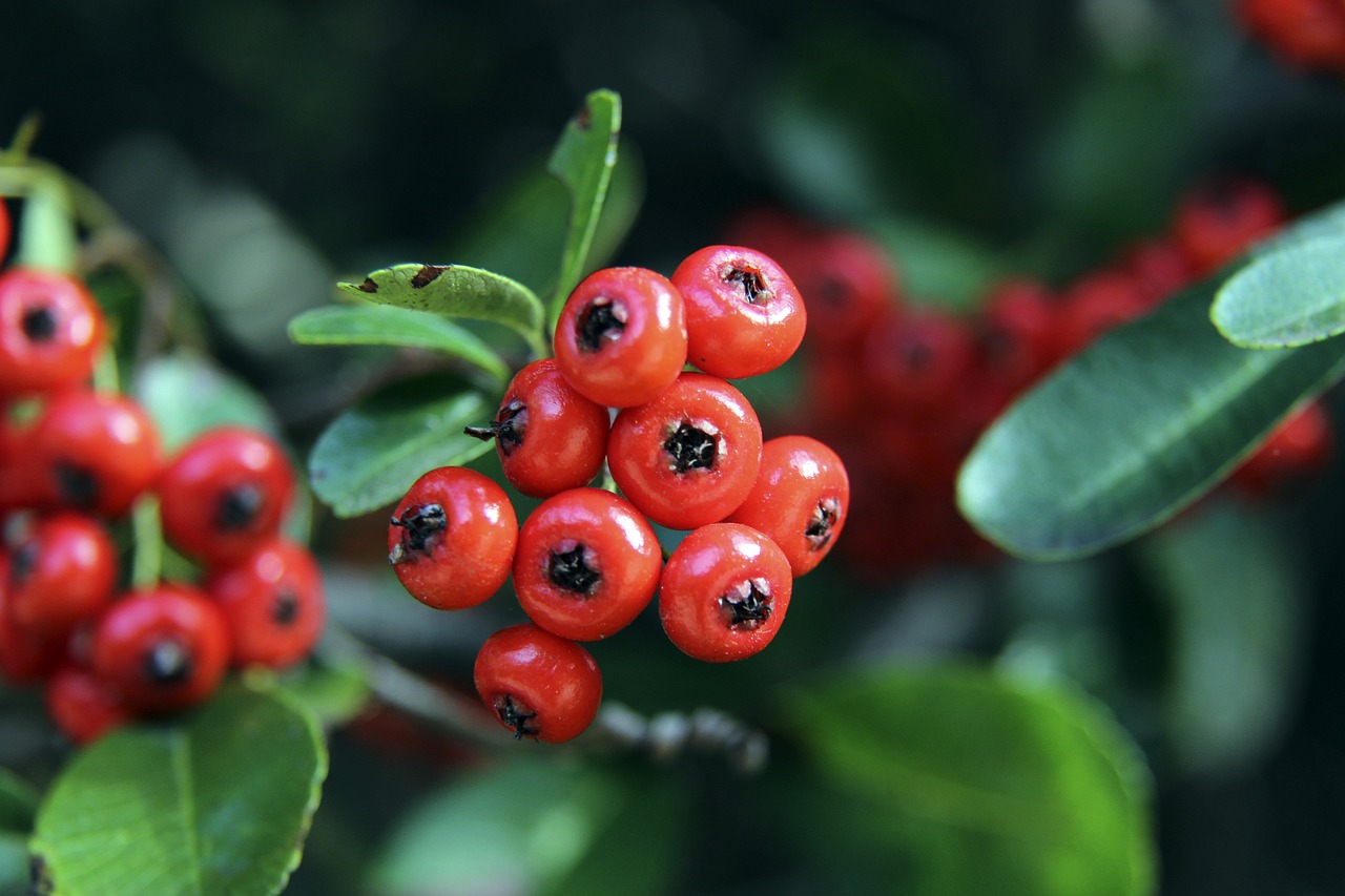 队的荣誉 队的荣誉